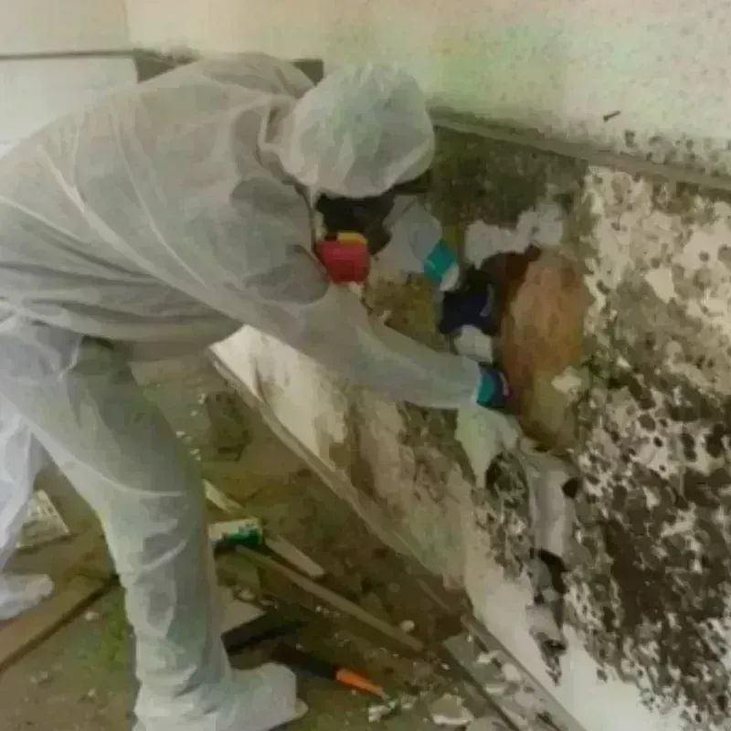 Mold Remediation and Removal in Dishman, WA